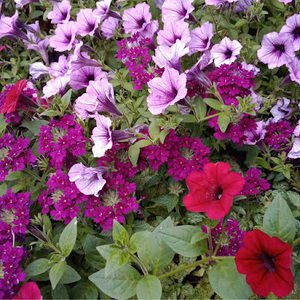 Meet your Posher, Gregg